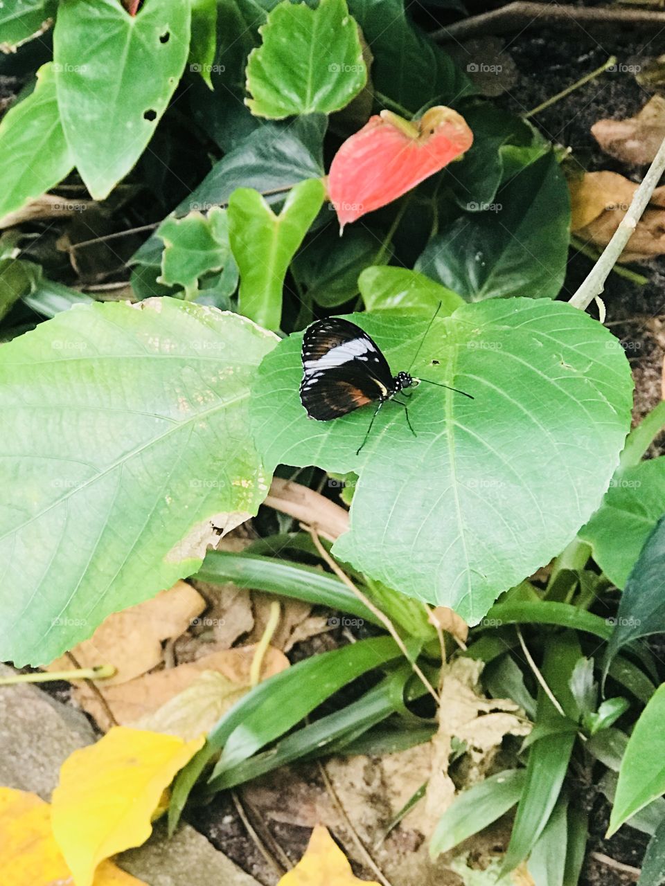 Beautiful butterfly in Amsterdam zoo.