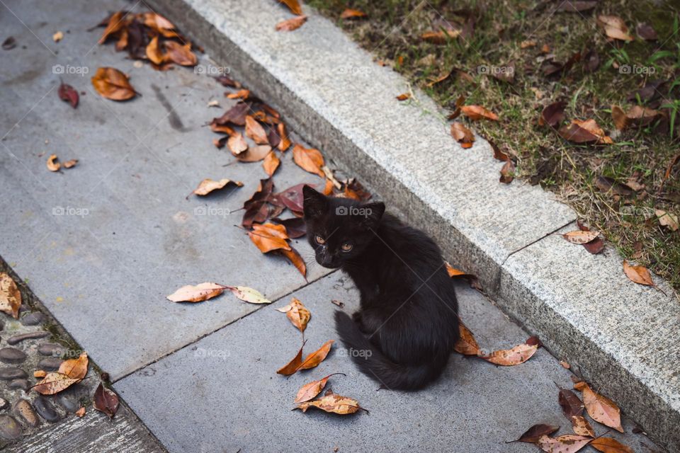 一只小黑猫