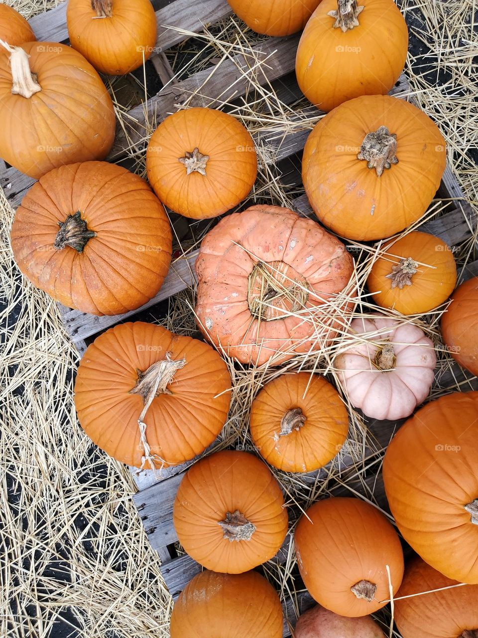 Fall means it's time to pick out our treasured annual pumpkin at a local pumpkin patch!