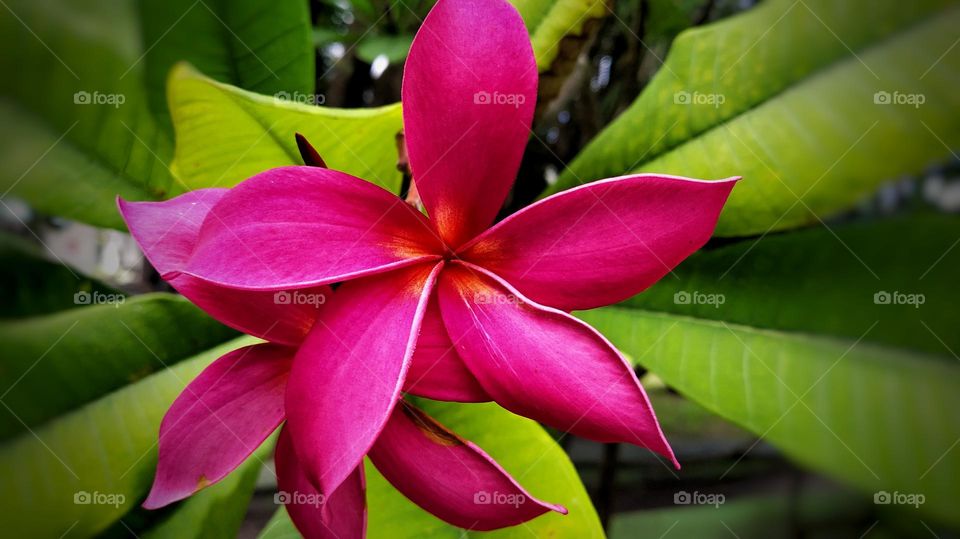 Beautiful red frangipani flowers with green leaves