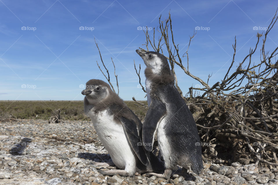 Pinguenera Faro Cabo Virgenes.