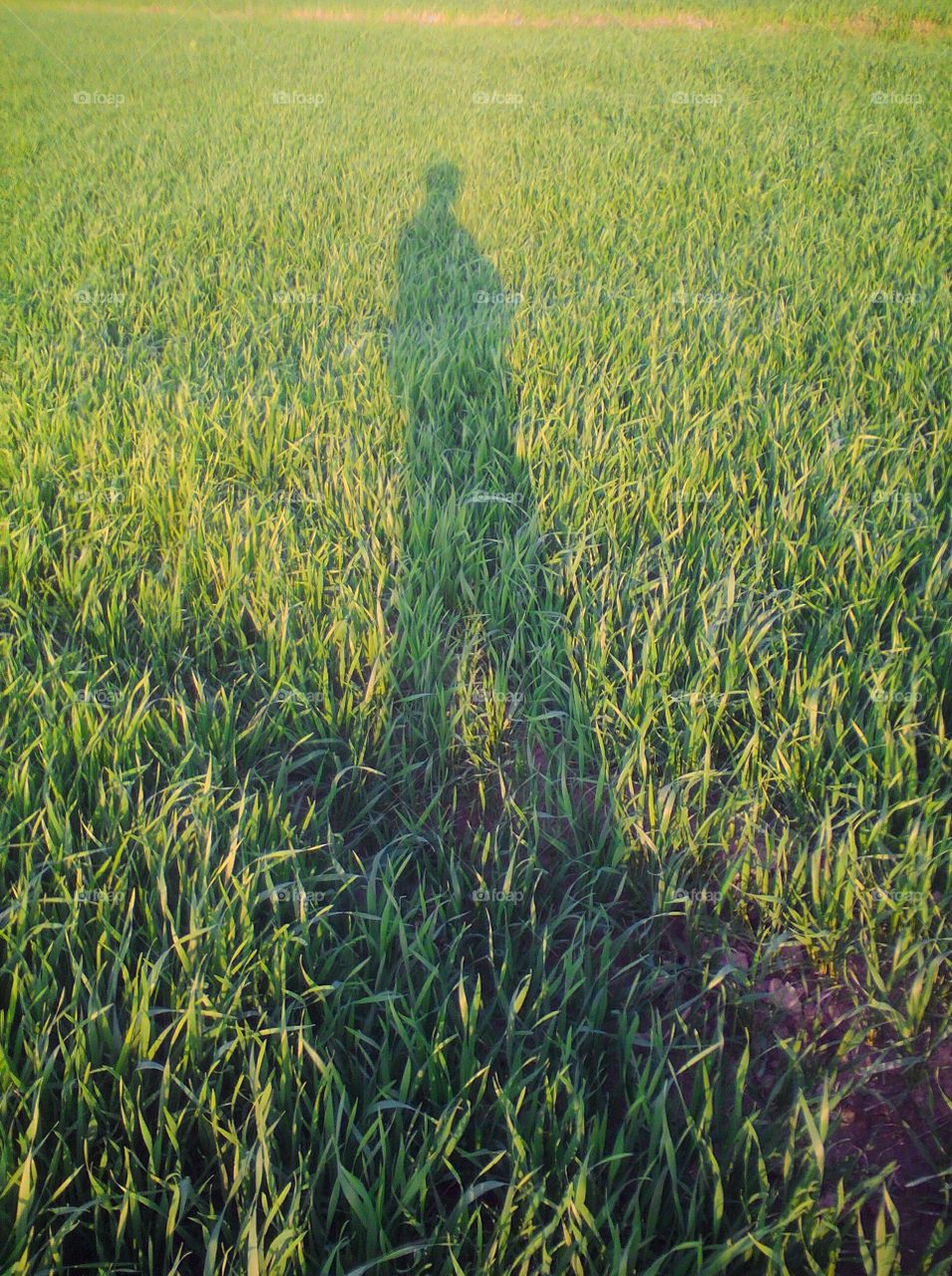 Shadow of a person/photographer in a wheat crop field