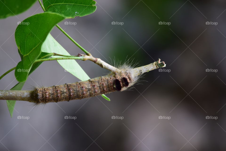 hairy Caterpillar