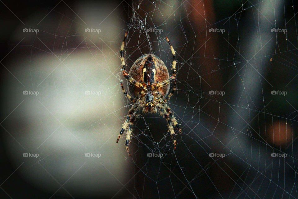 Spider