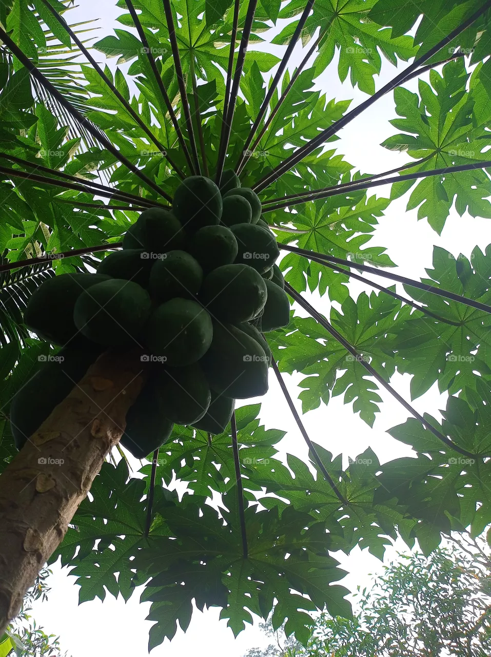 green green green