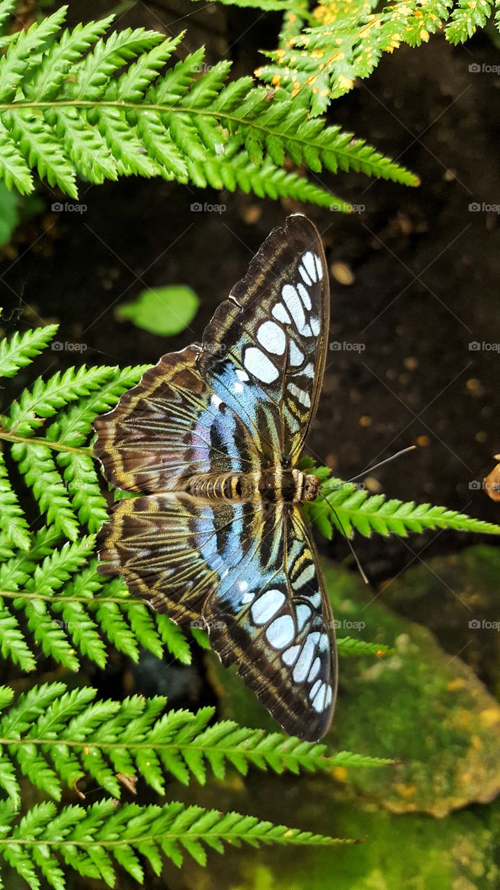 Beautiful Blue butterfly sitting on a tree