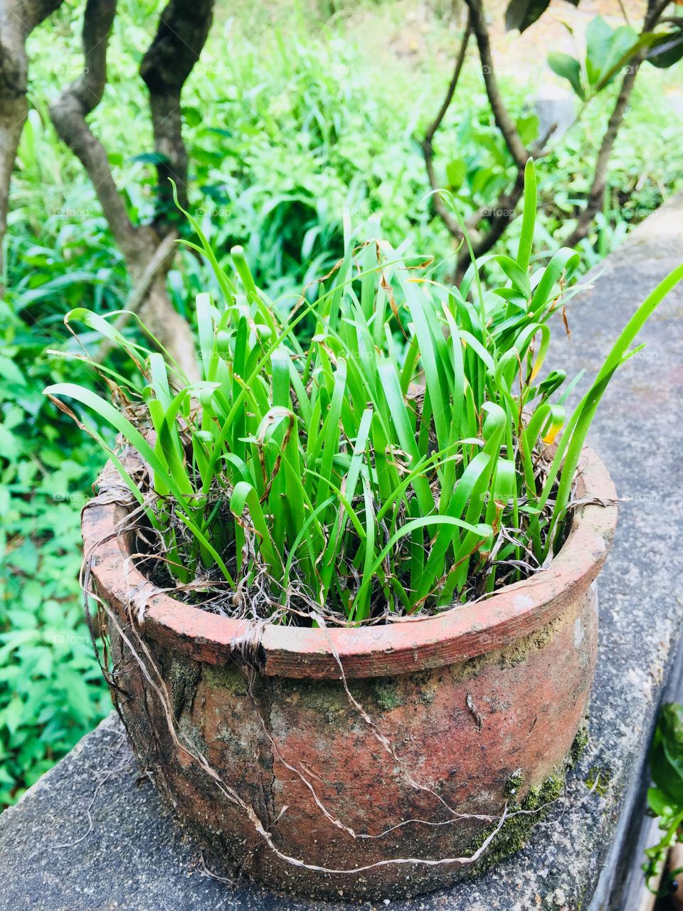 Greenery🌿🌿🌿🌿🌱🌱🌱🌱colours can breath life into our lives👍🏻👍🏻👍🏻👍🏻👍🏻