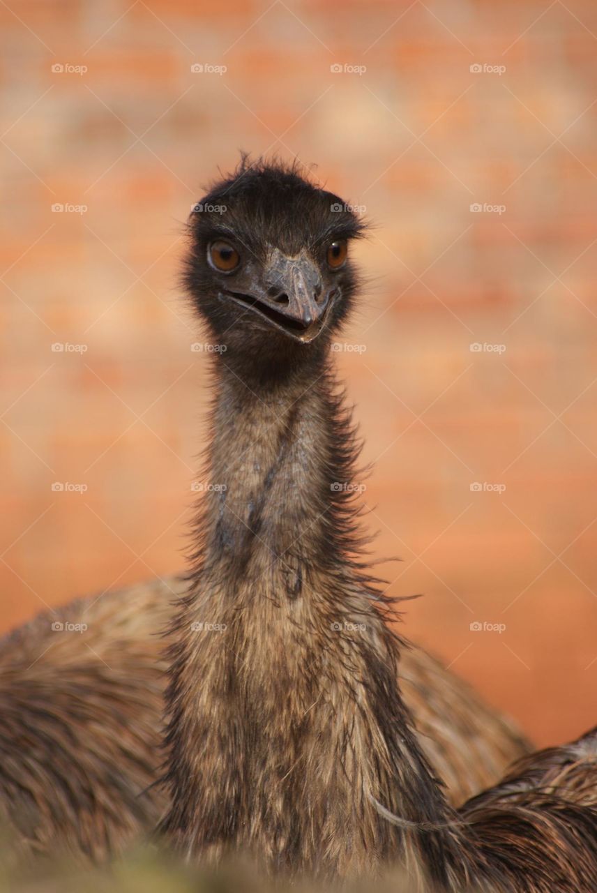 A close up shot of an emu 