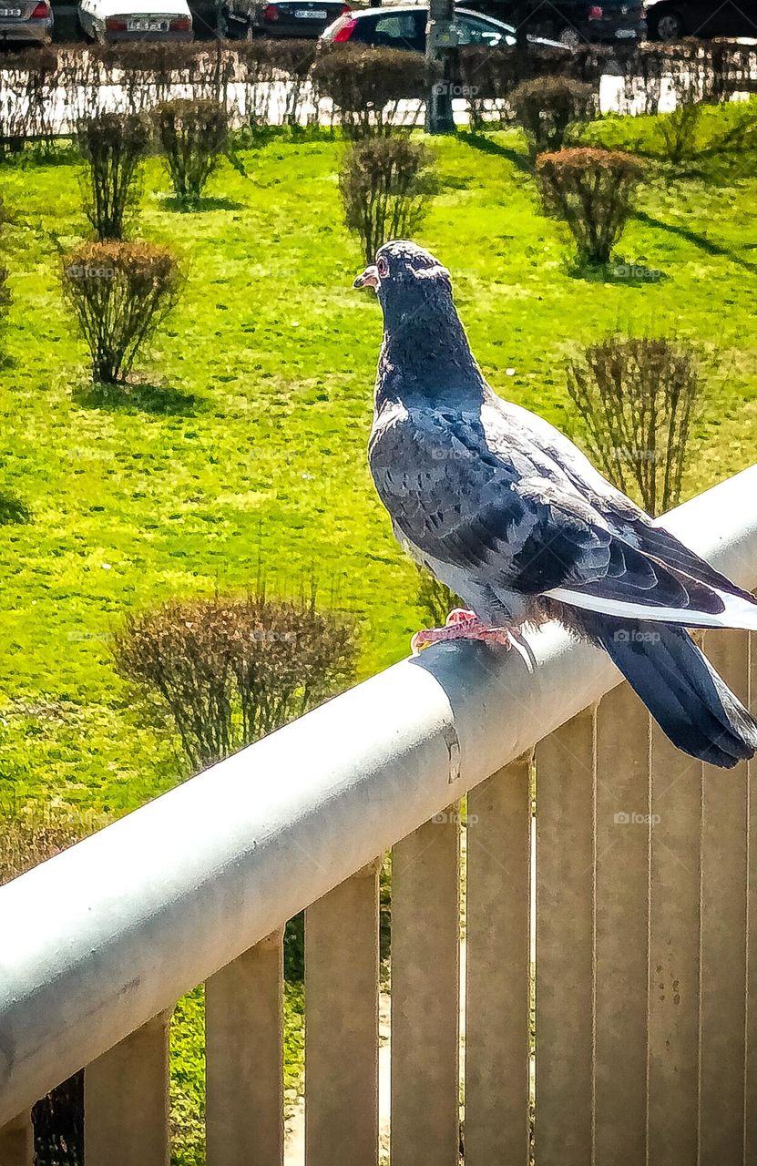 pigeon on equilibrium