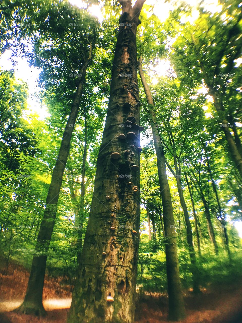 Tall tree with mushrooms 