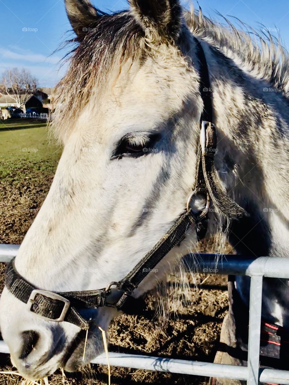 A beautiful close up of the lovely Maddy. She’s a gorgeous horse with a friendly demeanour who always likes to say hello. 