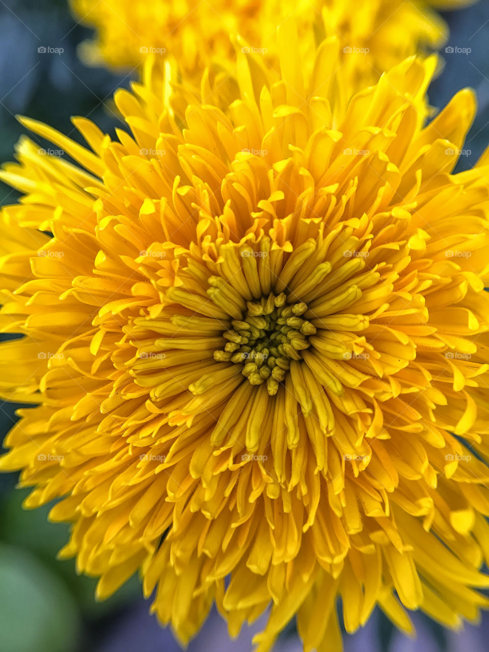 Autumn flowers 