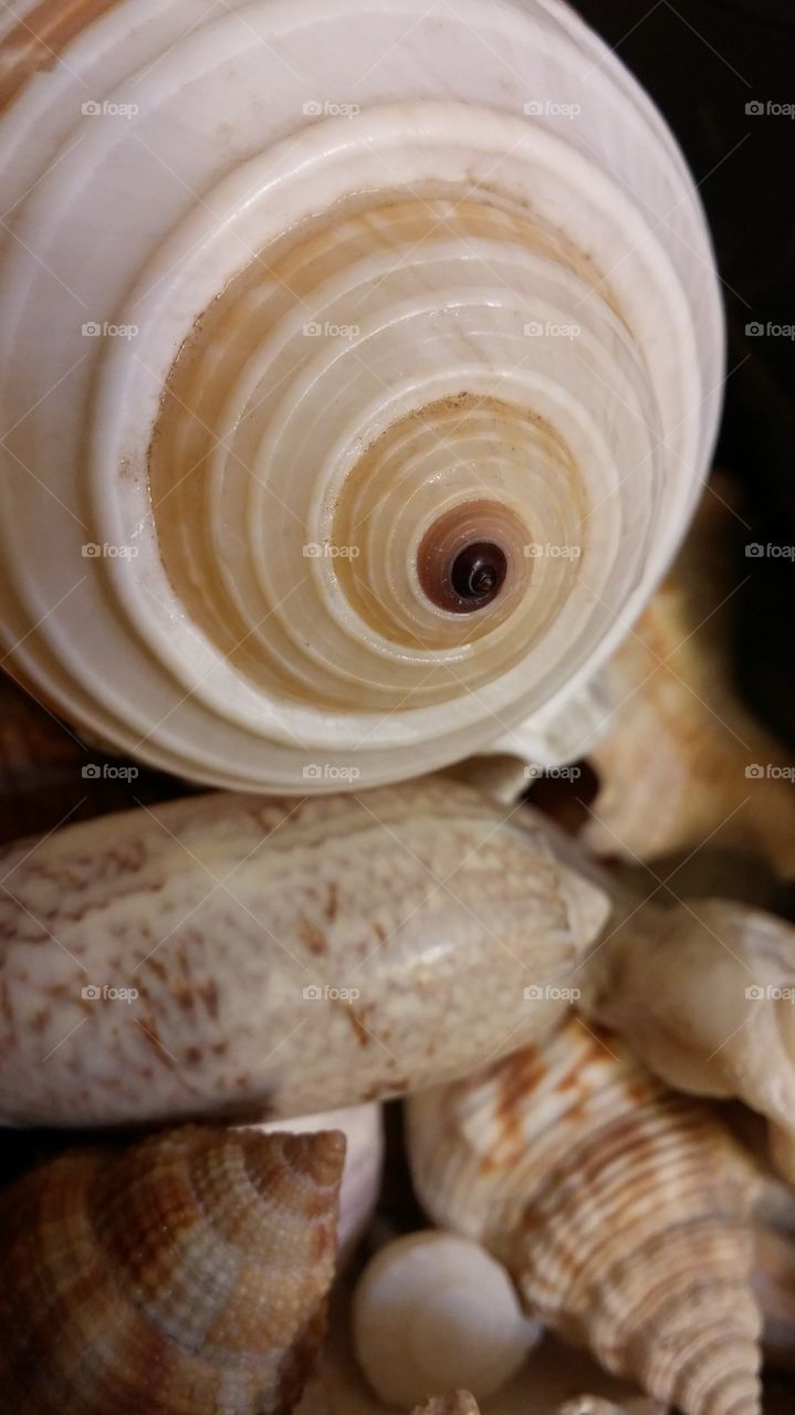 Sea shell