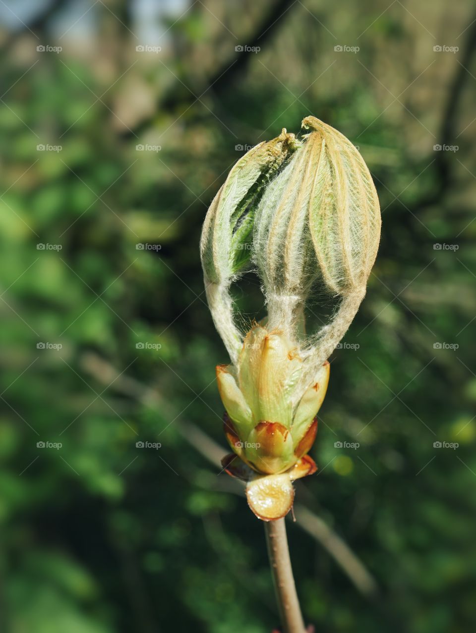 Close up of horse chestnut leaf bud