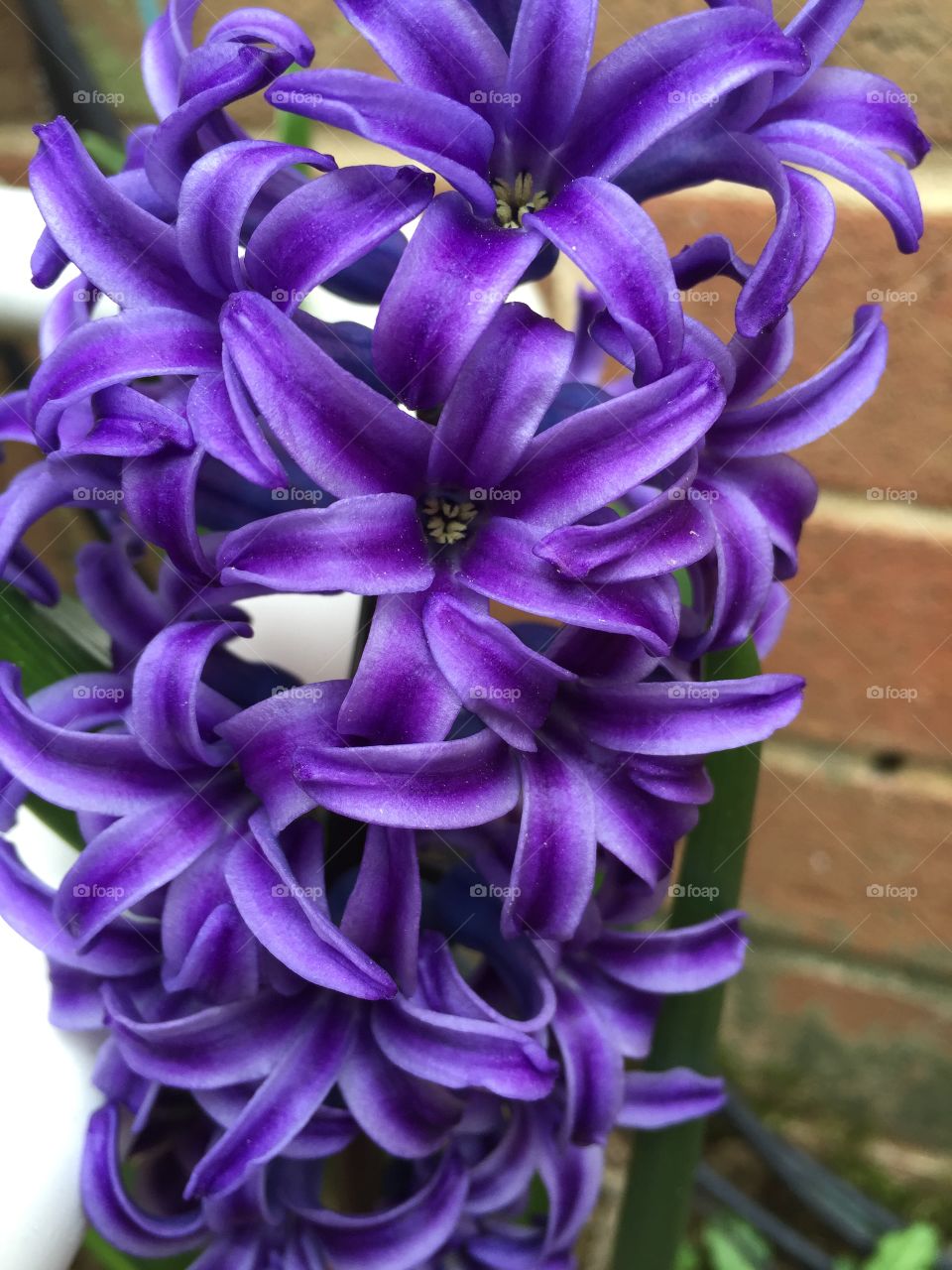 Close up purple flower 