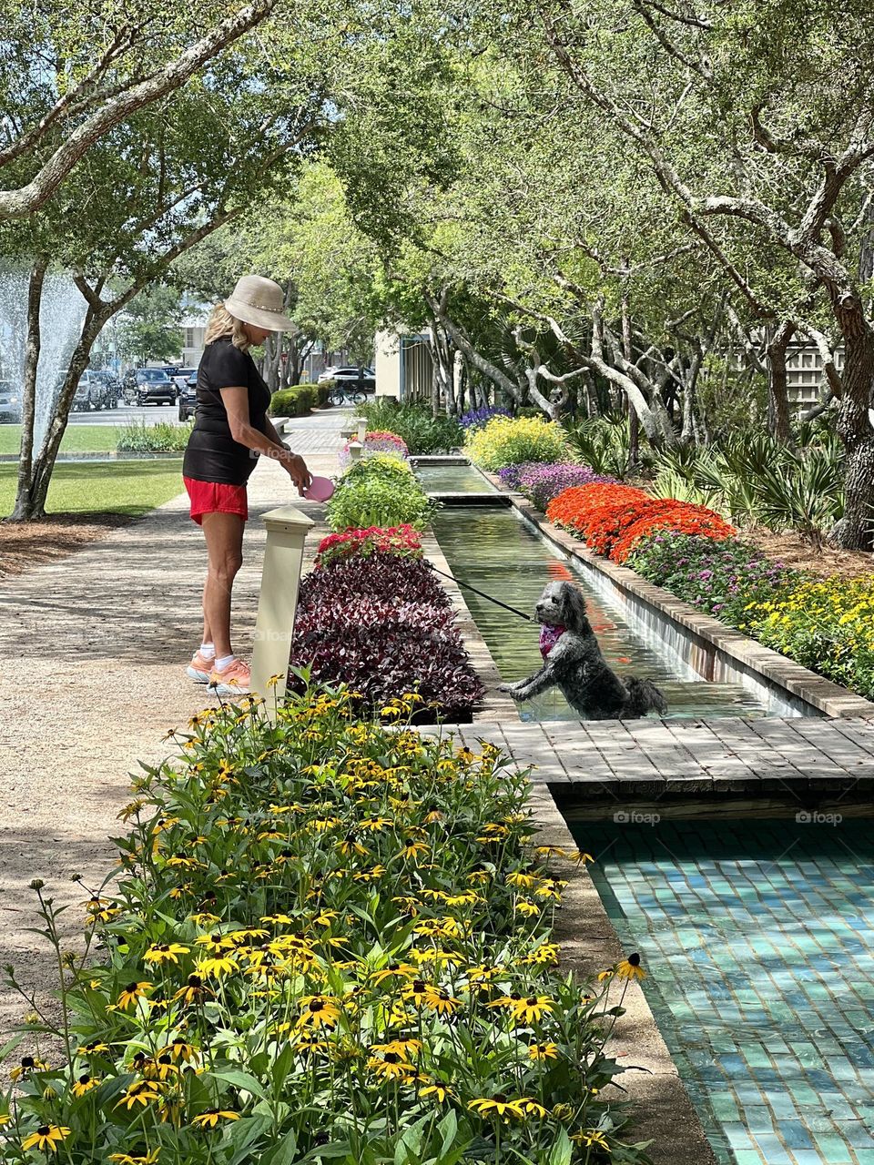 Woman in a sun hat and shorts is walking a gray doodle dog in a city park. Flowers are in full bloom, the sun is shining though the trees. The dog has left the path for a cooling dip in the park water feature, looking back at his owner happily.