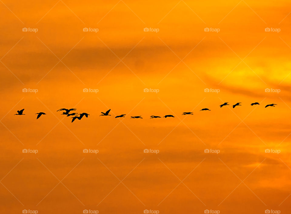 Birds flock -  Morning  sky  - Orange  shade  at  Golden hour