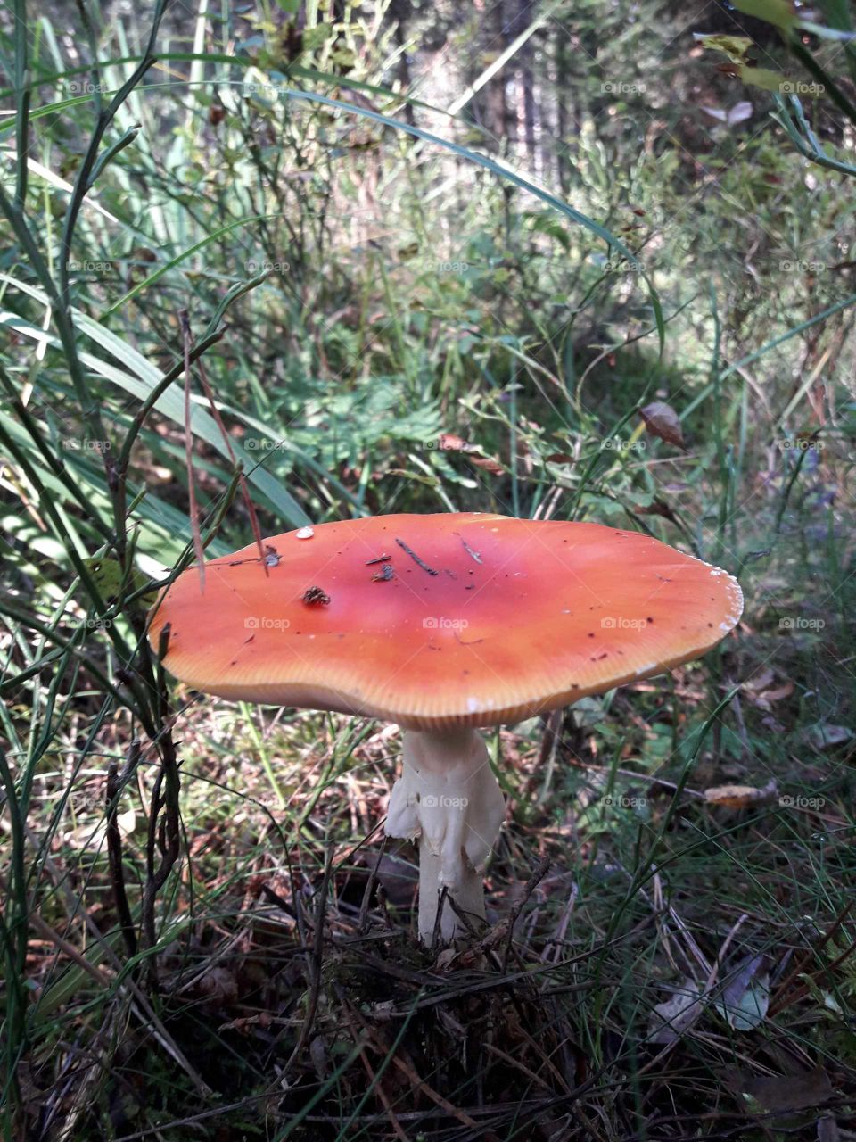 Mushroom