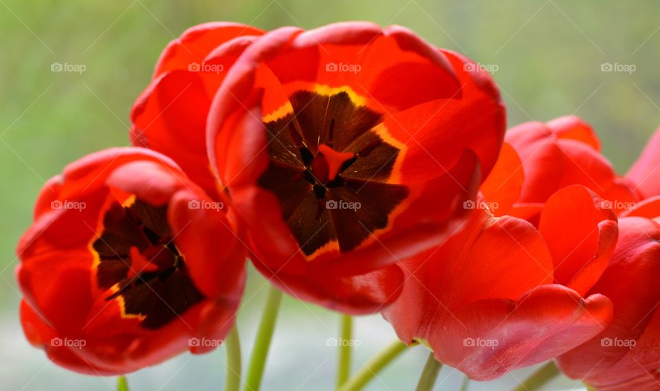 Flower, Nature, No Person, Flora, Tulip