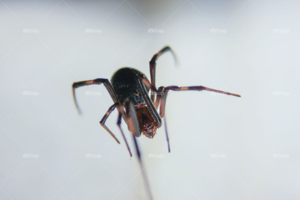 up close and personal with a black widow