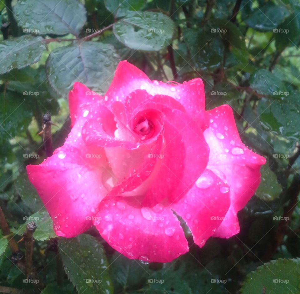 May flowers. a rose after a light rain. 