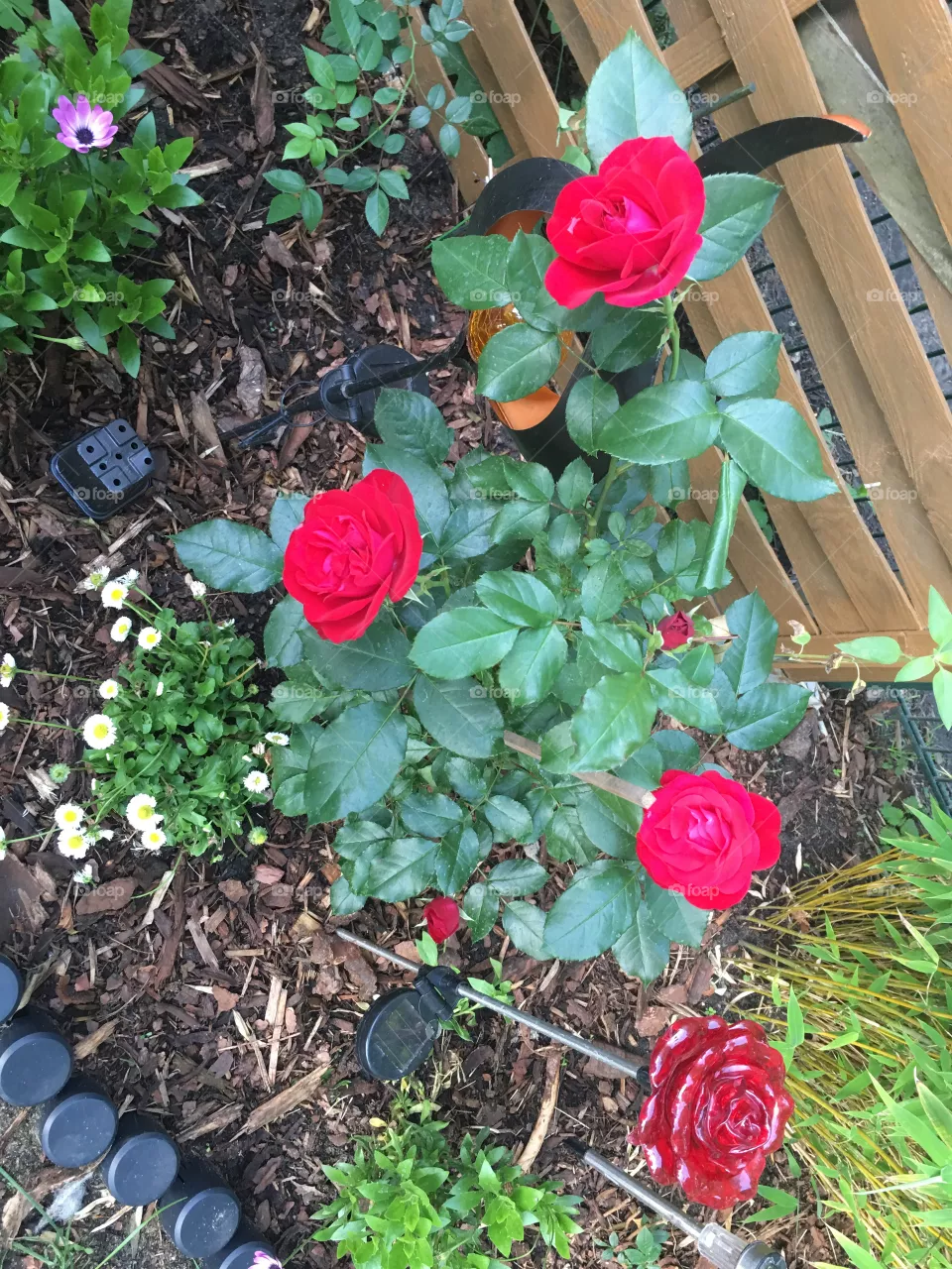 Blumen 