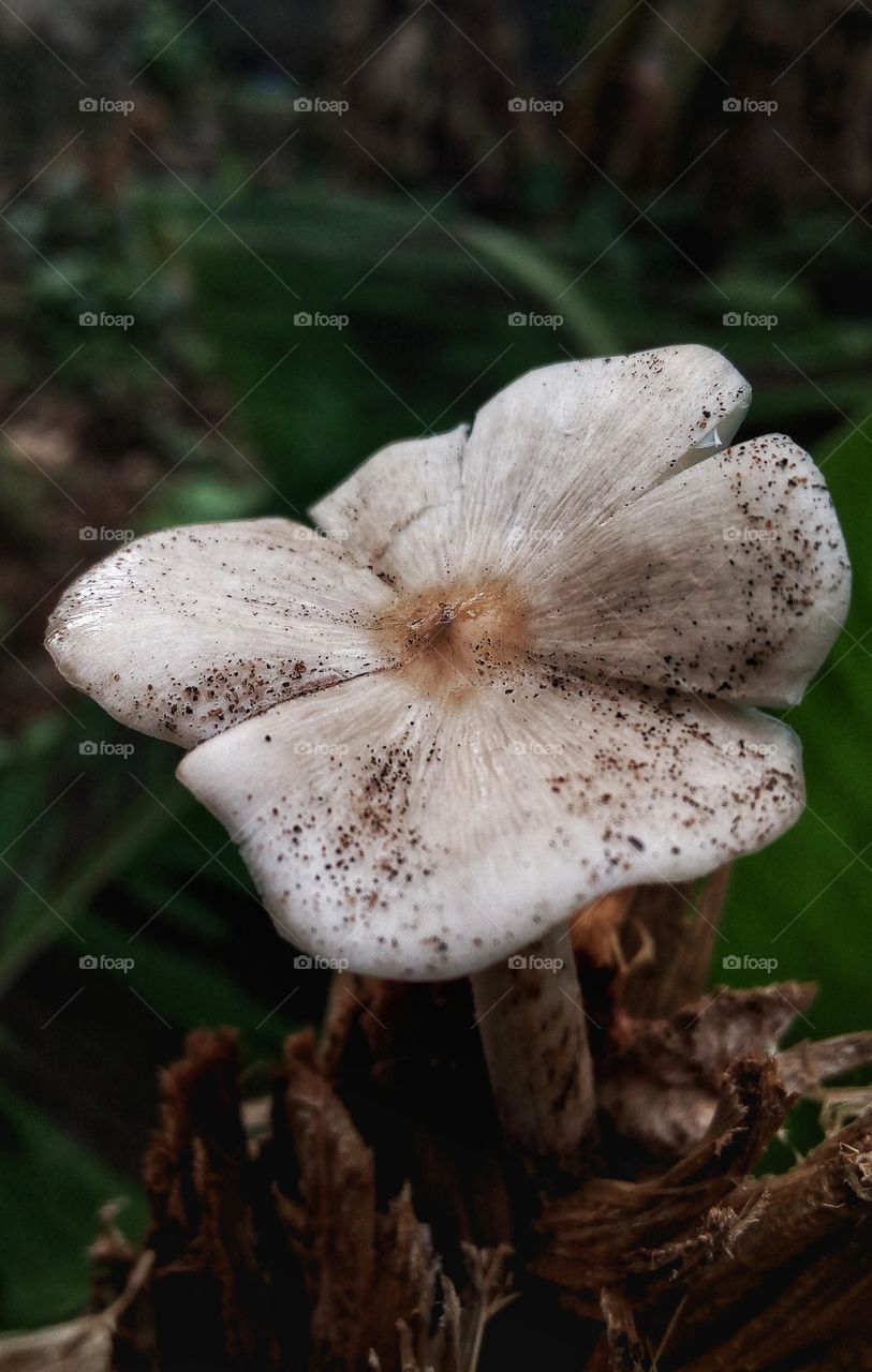 edible dead trunk mushrooms found in the wetlands of Nigeria