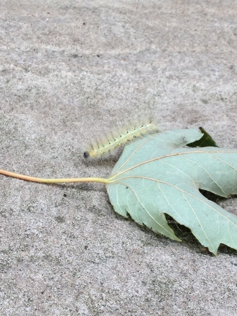 Caterpillar crawls off of a leaf.
