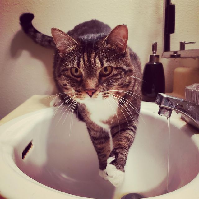 thirsty kitty