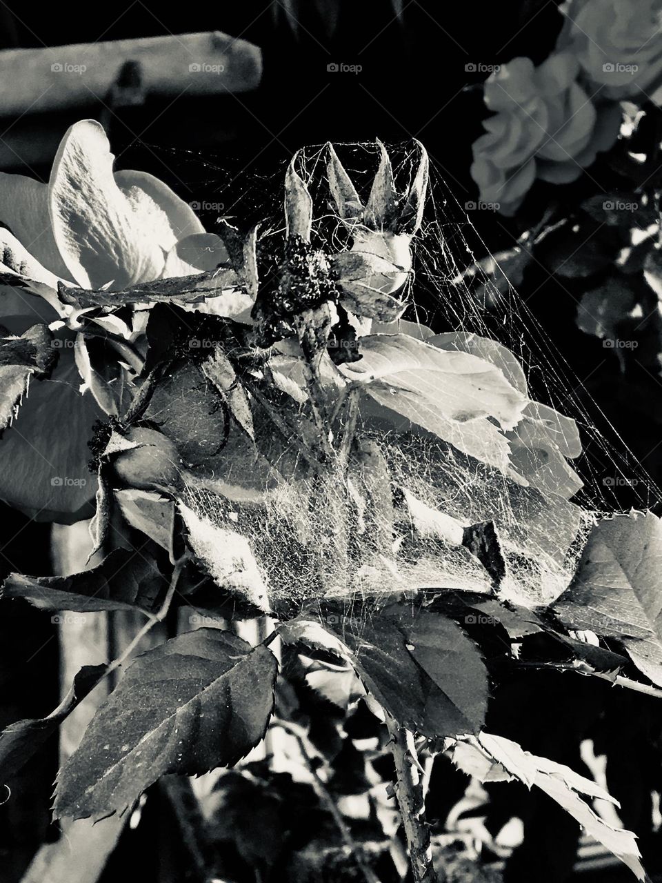 Hoje cedo me deparei com esta imagem, uma roseira com bastantes teias de aranha e senti algo que dava para ser retratado, e este é o resultado da inspiração do dia!