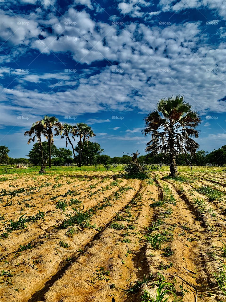 Small furrows lined in our mahangu field after ploughing. We planted the mahangu seeds and patiently waiting for them to germinate. In the background is the old palm trees.