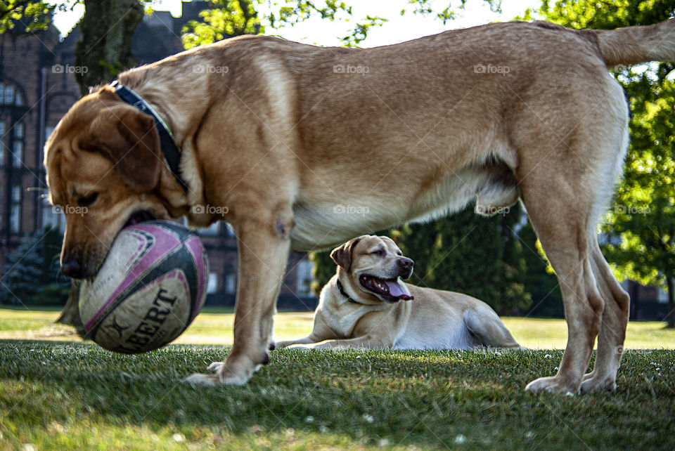 Rocco and Max