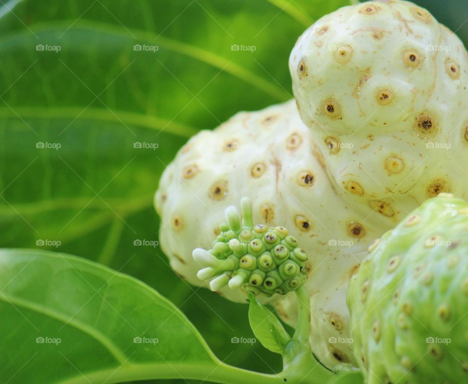 Exotic Noni fruit 