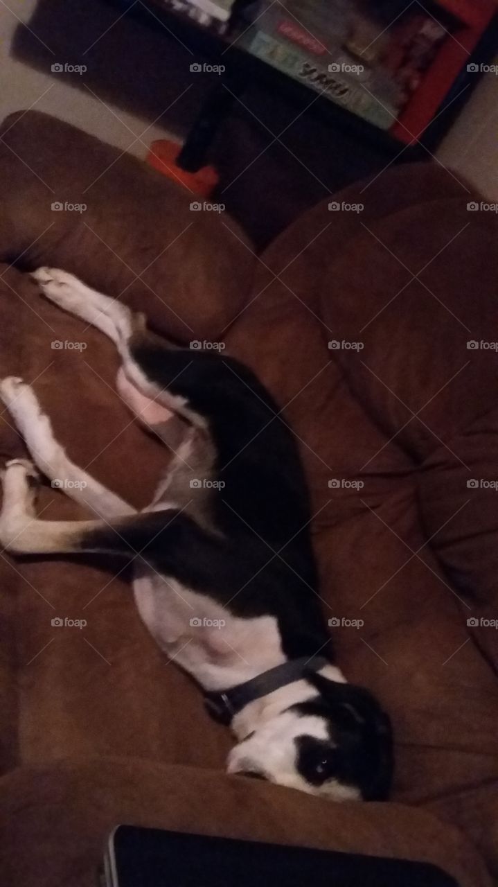 pit lab mix lazy on sofa