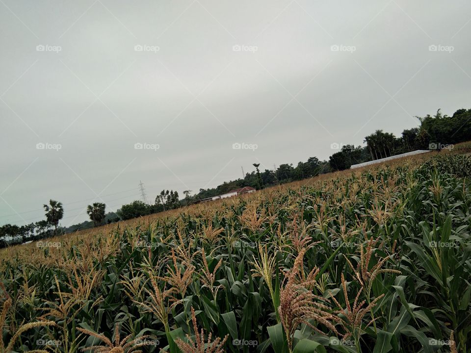 Agriculture, Cropland, No Person, Landscape, Farm