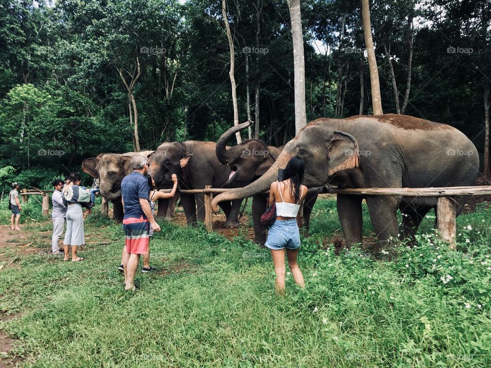 Greeting the Elephants of the Village 