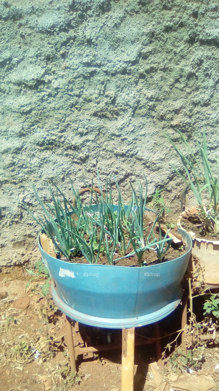 cebolinhas no cultivo