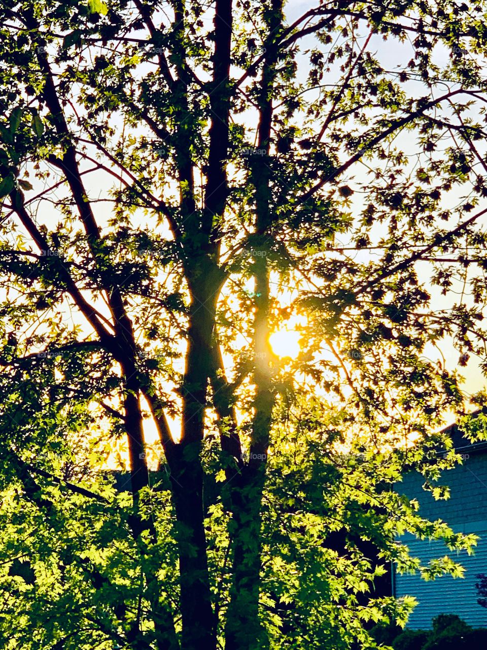 the setting sun shining through a tree
