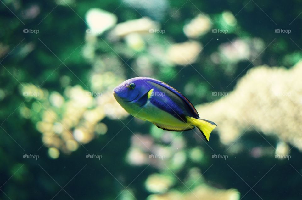 Color fish 