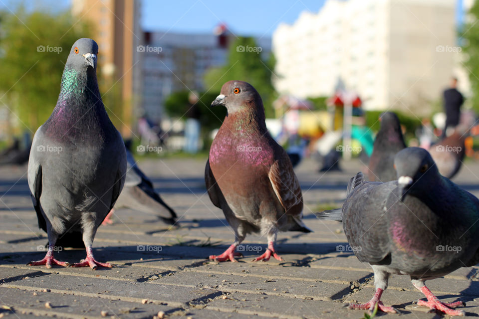 Pigeon, bird, "living being", fauna, nature, park, eat, grains, take off, landscape