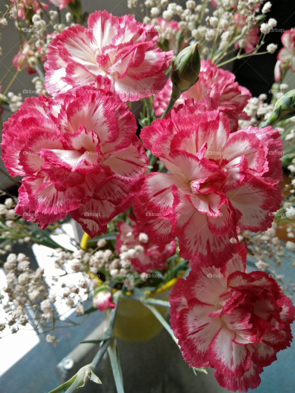 a group of colorful pink and white carnations flowers in bloom in springtime