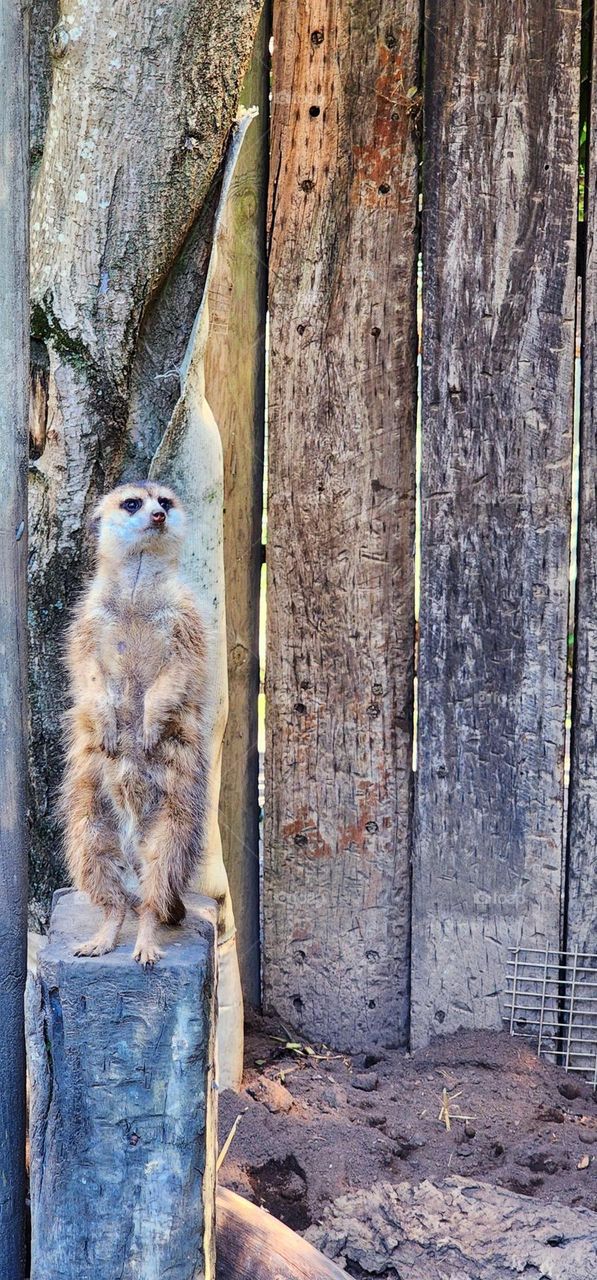 Meerkat on the lookout in World of Birds Wildlife Sanctuary & Monkey Park near Hout Bay in South Africa