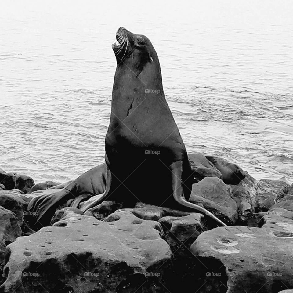 sea lion at la Jolla