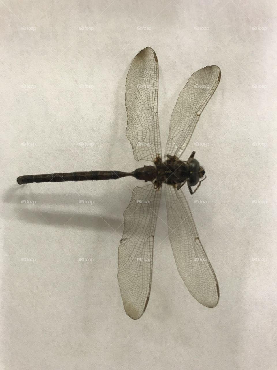 Dragonfly Mummyfly