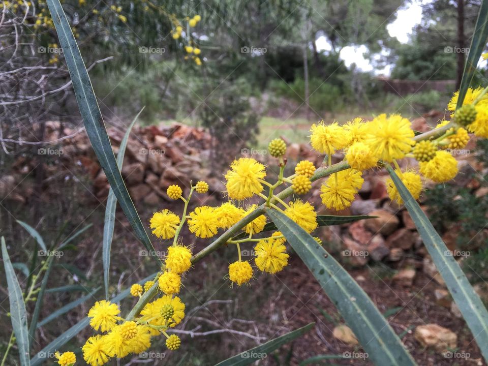 A splash of colour on a rainy grey day