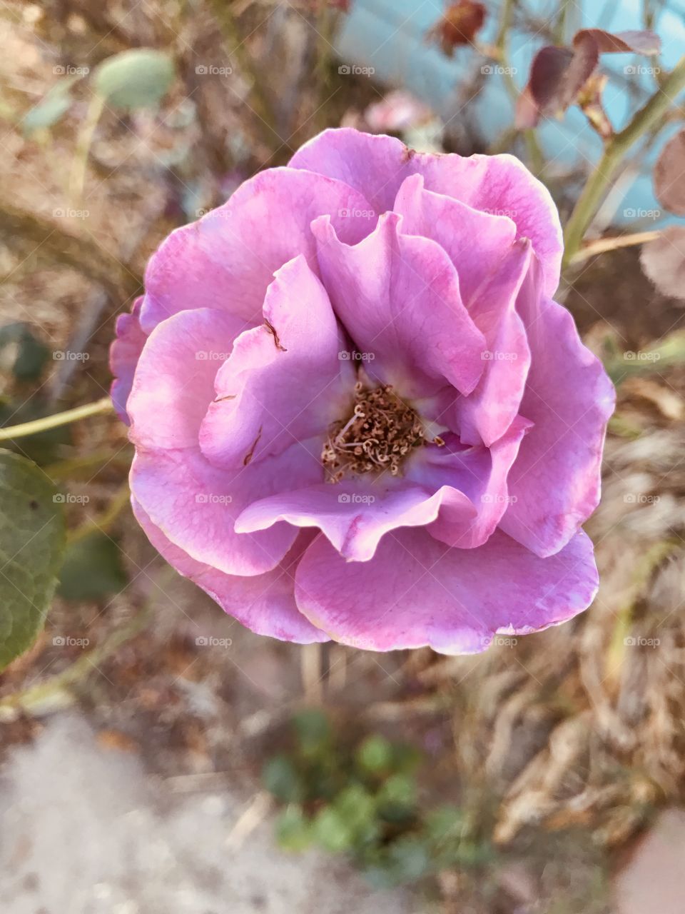 A Beautiful Pink Rose For you 