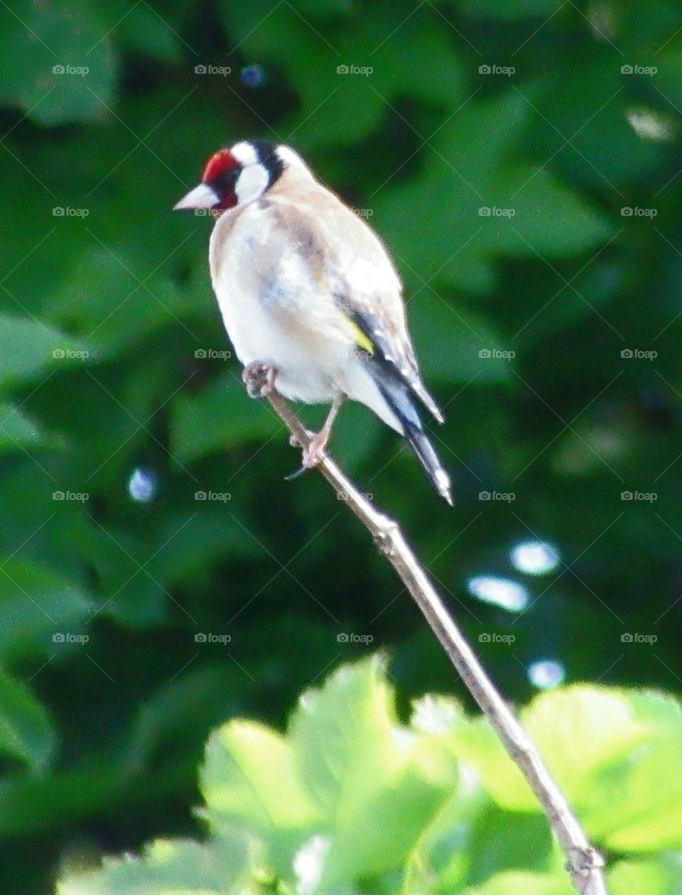 Goldfinch perched on a bare twig and surrounded by lots of trees