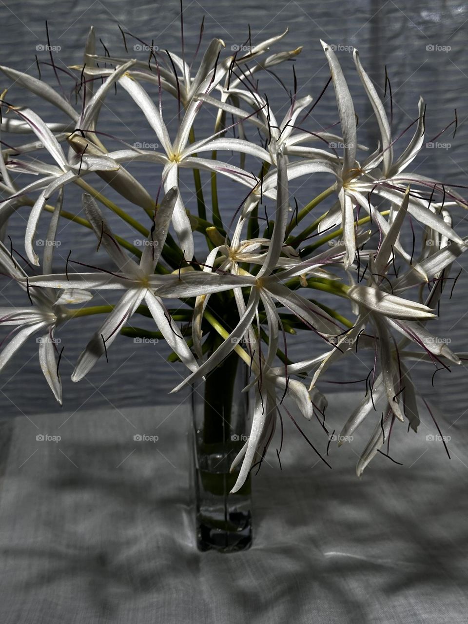 Dramatic photo of vase of white spider lilies in a glass vase with shadows