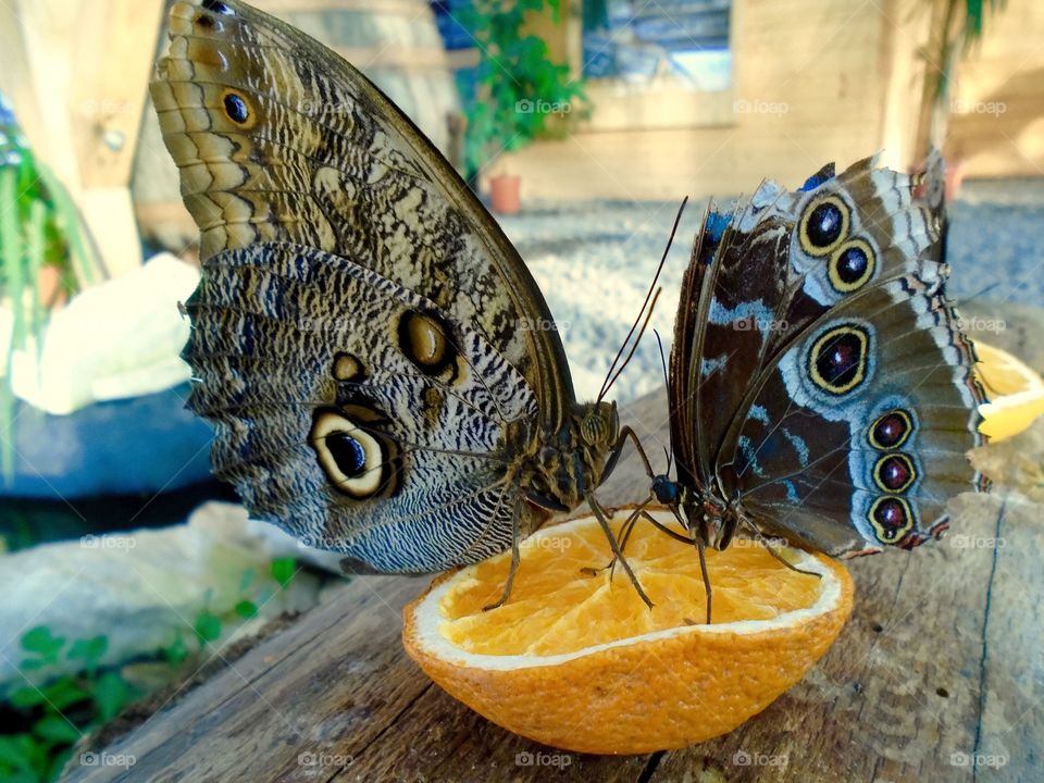 Colourful tropical butterflies sitting on an orange 