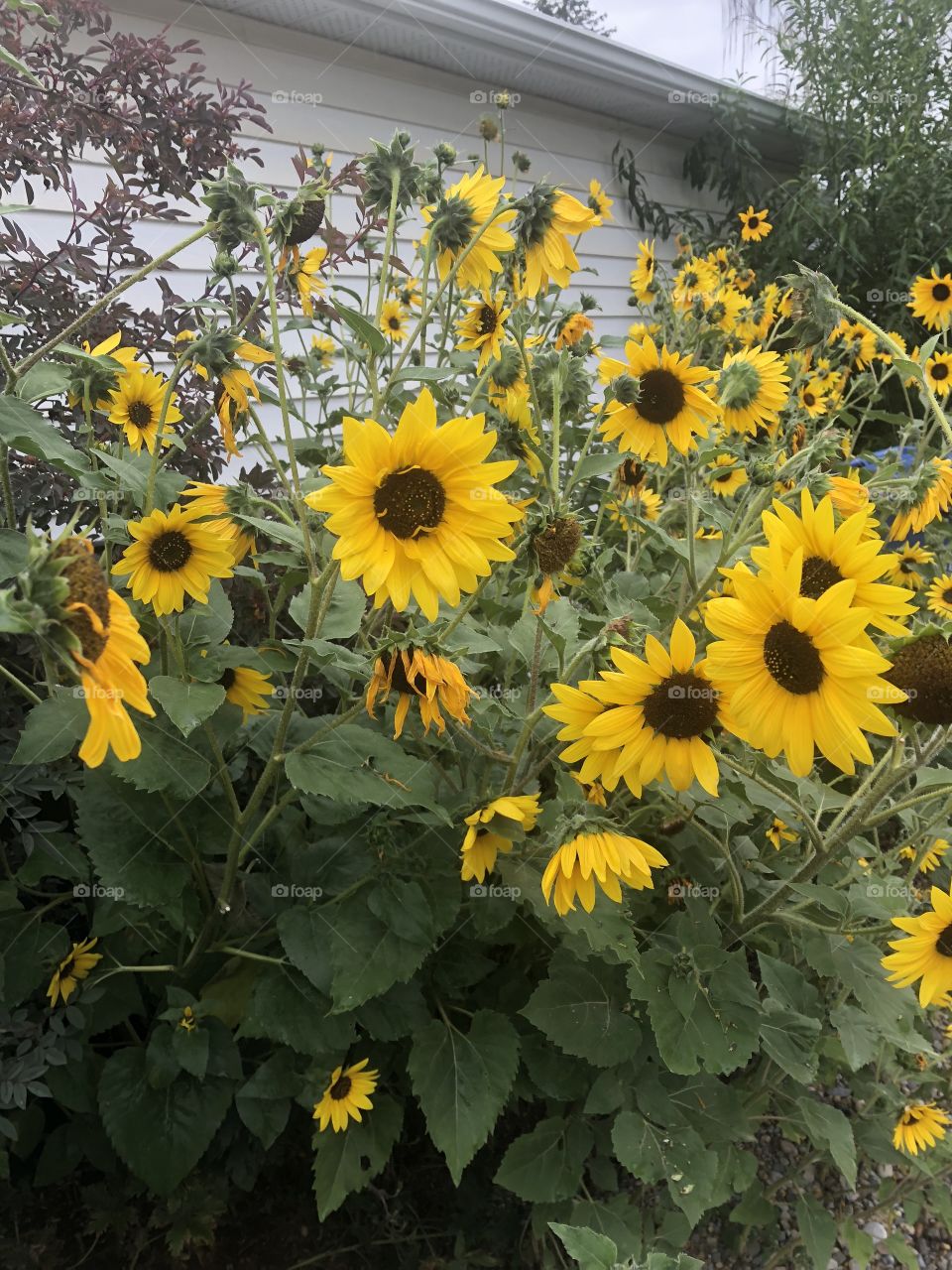 Sunflower patch